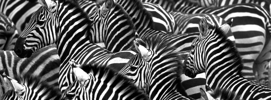 Lapizmente Slider Home GIF Zebras blanco y negro